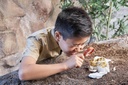 RoboAlive Mega Dino Fossil Sorpresa 5a+ ( Surtido de 2 Se venden por Separado )